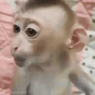 ๐ต 8497298a monkey, cute, animal, baby monkey telegram sticker