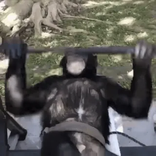 ๐๏ธโโ๏ธ 89b80b0c ape, monkey, gym, exercise, workout, pull-up telegram sticker