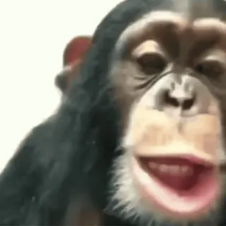 ๐ฎ 8be6ebe7 monkey, animal, chimpanzee telegram sticker