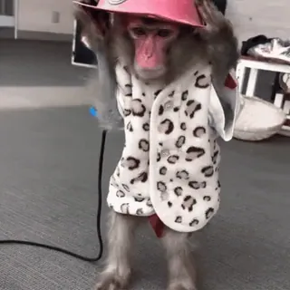 ๐ 90e920fa monkey, animal, hat, costume telegram sticker