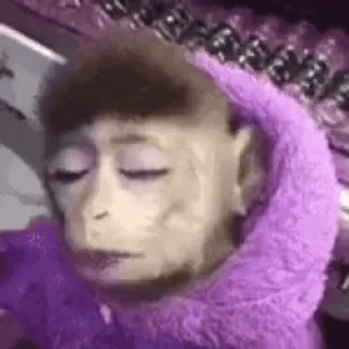 ๐ 92743185 monkey, animal, cute, sleeping, purple telegram sticker