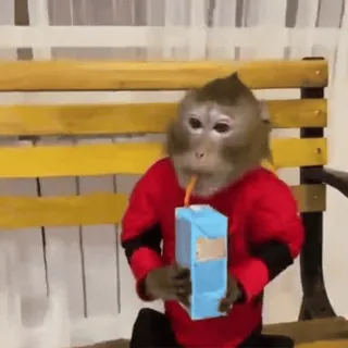 ๐ง 9297f42f monkey, juice, drinking, animal, cute telegram sticker