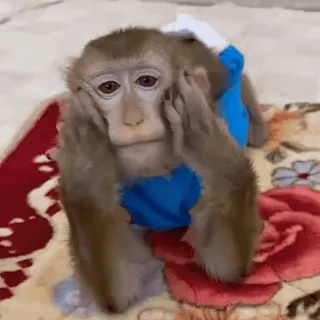 ๐ต 9299e1e1 monkey, animal, cute, primate, portrait telegram sticker