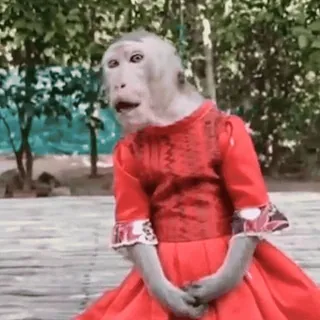 ๐ฎ 957a56a8 monkey, dressed, animal, funny, red dress, cute telegram sticker