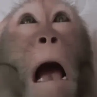 ๐ฎ 98061069 monkey, scared, shocked, surprised, animal telegram sticker