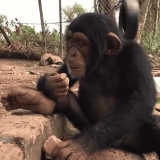 ๐ท a4eb918f chimpanzee, monkey, animal, wildlife, primate telegram sticker