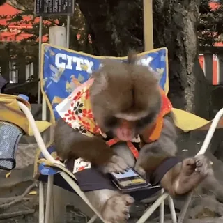 ๐ฑ a69a30d0 monkey, phone, chair, animal, clothes telegram sticker