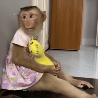 ๐ a792547b monkey, animal, cute, stuffed animal, dress telegram sticker