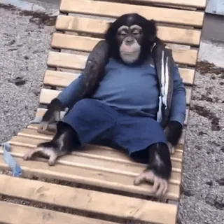 ๐ a7d3f3b9 chimpanzee, relaxing, beach chair, animal, primate telegram sticker