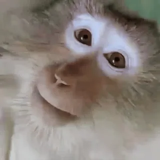 ๐คจ a820458e monkey, animal, primate, mammal, cute telegram sticker