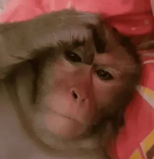 ๐ค b519173d monkey, animal, mammal, primate, cute, furry telegram sticker