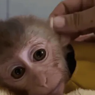 ๐ต b6358b15 monkey, animal, cute, pet telegram sticker