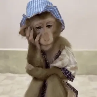 ๐ bd8db756 monkey, animal, sad, clothing, hat, bored telegram sticker