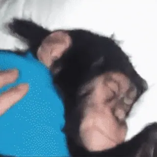 ๐ bfa18f72 animal, chimp, sleep, cute, mammal, pet, ape telegram sticker