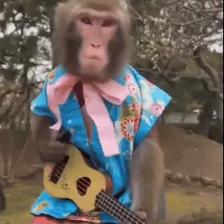 ๐ธ c29d4273 monkey, animal, ukulele, shirt, cute telegram sticker