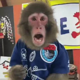 ๐ต cd96d8e1 Star Wars monkey, animal, shocked, primate, tshirt, meme telegram sticker