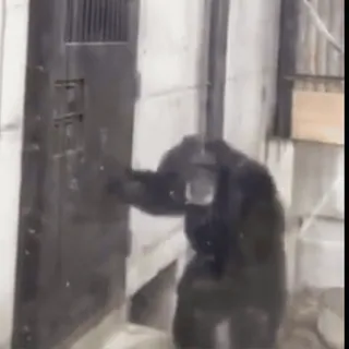 ๐ cff965b0 ape, chimpanzee, animal, zoo, primate, knock, door telegram sticker
