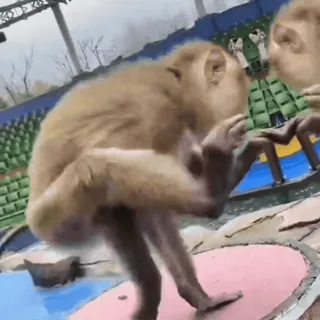 ๐ช d45333cc monkey, animal, zoo, wildlife, primate telegram sticker