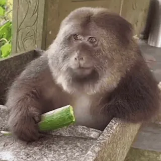 ๐ฅ d8ff7fb9 monkey, cucumber, animal, primate, wildlife telegram sticker