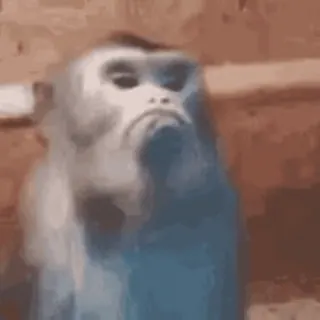๐ e363c1fd monkey, animal, meme, funny, cute telegram sticker