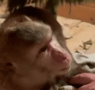 ๐งโโ๏ธ e4b9da28 monkey, animal, primate, mammal, wildlife telegram sticker