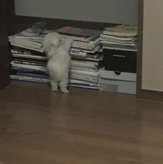 ❤️ 0850edbb 犬, 本, ペット, 積み重ね, 室内 telegram sticker