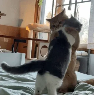 ❤️ 2796a2ee 猫, ハグ, 面白い, 動物, 可愛い, ペット, 猫 telegram sticker