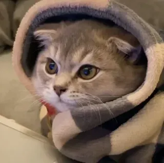 ❤️ 437a5bd9 猫, 子猫, パーカー, ペット, 動物, 可愛い, 飼い猫 telegram sticker