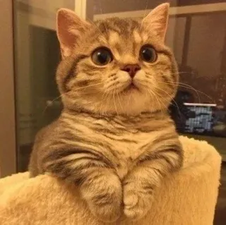 ❤️ 45721132 猫, 動物, ペット, 哺乳類, 可愛い, 家庭用, ネコ科 telegram sticker