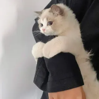 ❤️ 51d8cef2 猫, 子猫, かわいい, ペット, 動物, 家猫, ふわふわ telegram sticker