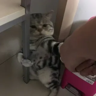 ❤️ 9abfafb0 猫, 可愛い, 動物, ペット, 面白い, 子猫 telegram sticker