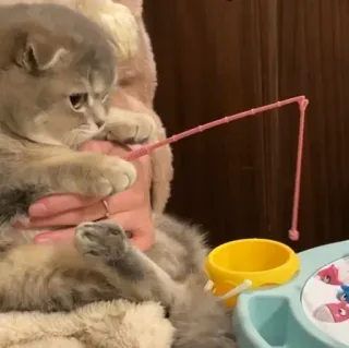 ❤️ 9b374849 猫, 釣り, ペット, おもちゃ, 動物, 可愛い telegram sticker