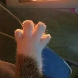 ❤️ be2d7ef5 猫, 肉球, 中指, 攻撃的, ジェスチャー telegram sticker