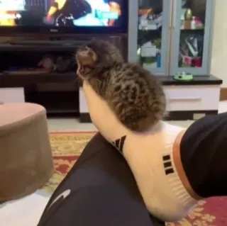 ❤️ d3c6d94a 猫, 動物, ペット, 家畜, 靴下, 足 telegram sticker