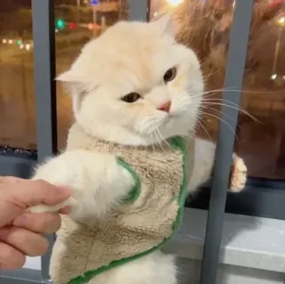 ❤️ df29e29b 猫, かわいい, 動物, ペット, セーター, 手 telegram sticker