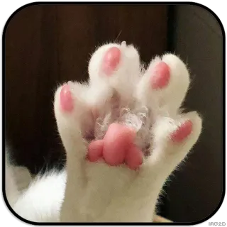 CatS @IMG2D whatsapp stickers