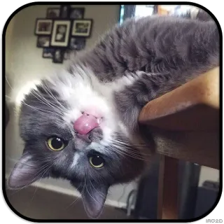 😝 19d6190b кот, животное, питомец, язык, серый, домашний whatsapp sticker