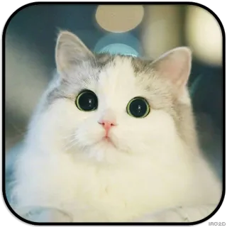 👀 2cac8111 кот, милый, животное, питомец, котёнок, пушистый whatsapp sticker