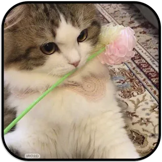 🌺 31735c70 кот, цветок, питомец, животное, милый whatsapp sticker