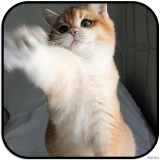 👊 35a97b83 кот, котенок, домашнее животное, животное, милый, домашняя кошка, кошачий whatsapp sticker