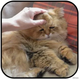 CatS @IMG2D telegram stickers