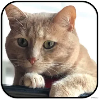 😞 43e07dc4 кот, животное, домашнее животное, кошачий, домашний кот whatsapp sticker