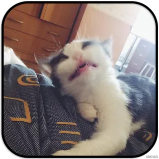 😵 5f7b8a9f кот, котенок, милый, животное, питомец, спящий whatsapp sticker