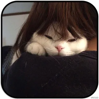 👩 64acf557 кот, домашнее животное, животное, милый, белый кот, домашнее животное whatsapp sticker