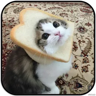 🍞 681c32e4 кот, котенок, хлеб, домашнее животное, животное, милый whatsapp sticker