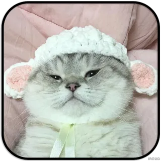 🙂 7d8f9be8 кошка, котёнок, животное, питомец, овца, шляпа whatsapp sticker