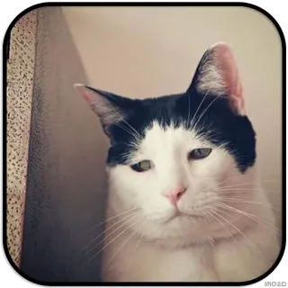 😞 9e28e619 кот, животное, домашнее животное, домашняя кошка, млекопитающее whatsapp sticker