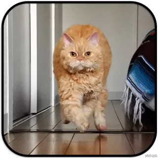 🏃 aa0cf614 кот, рыжий кот, домашнее животное, животное, домашняя кошка whatsapp sticker