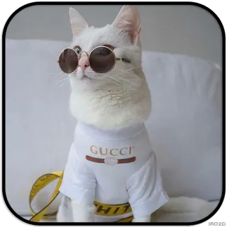 CatS @IMG2D telegram stickers