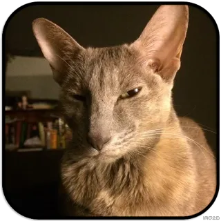 👀 cd1c25e1 кот, домашнее животное, животное, ориентальная короткошёрстная, домашнее животное, млекопитающее whatsapp sticker